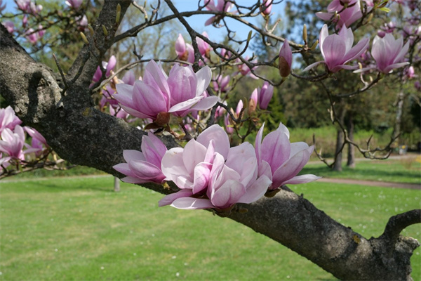 花卉博覽園的介紹(花卉博覽園的介紹和特點) 花卉博覽園的介紹(花卉博覽園的介紹和特點)
